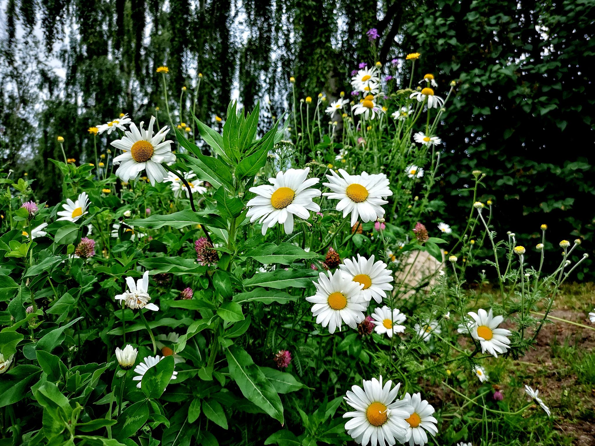 IMG 20210622 192934 01